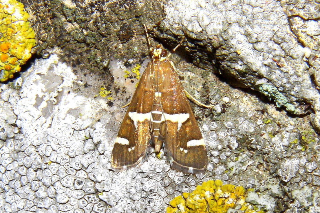 Spoladea recurvalis ? �Genova